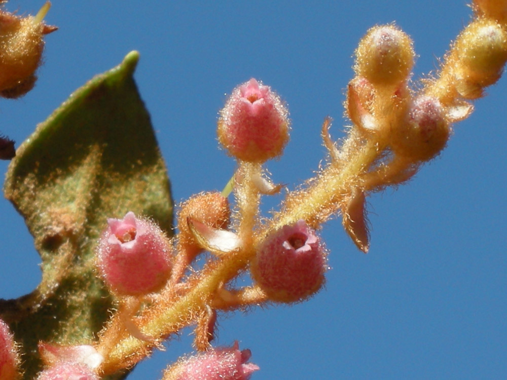 Ericaceae Gaultheria eriophylla