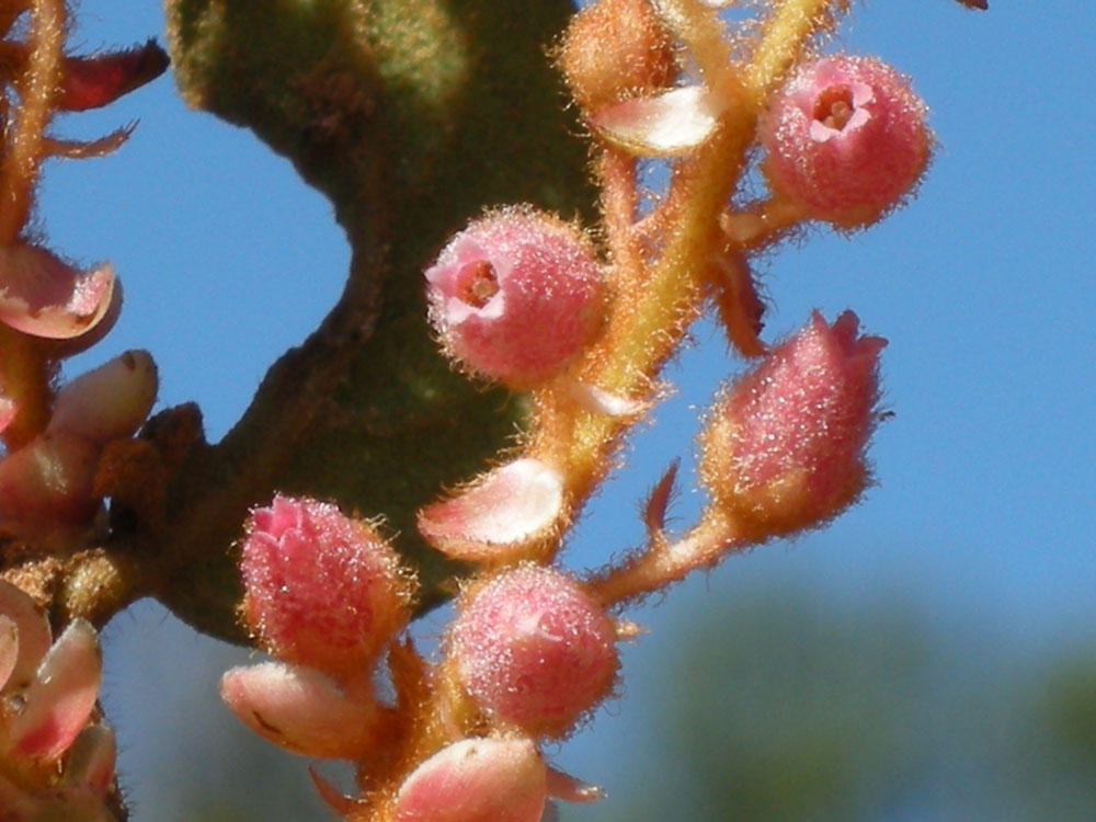 Ericaceae Gaultheria eriophylla