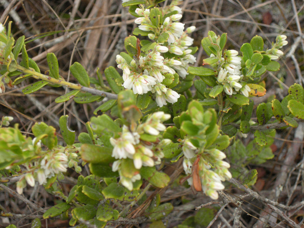 Ericaceae Gaylussacia reticulata