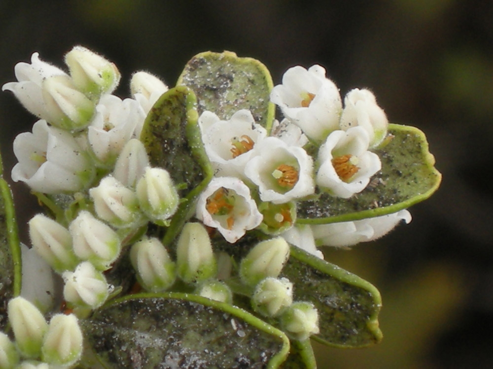 Ericaceae Gaylussacia reticulata