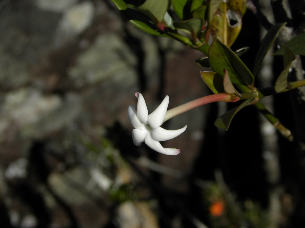 Rubiaceae Hillia parasitica