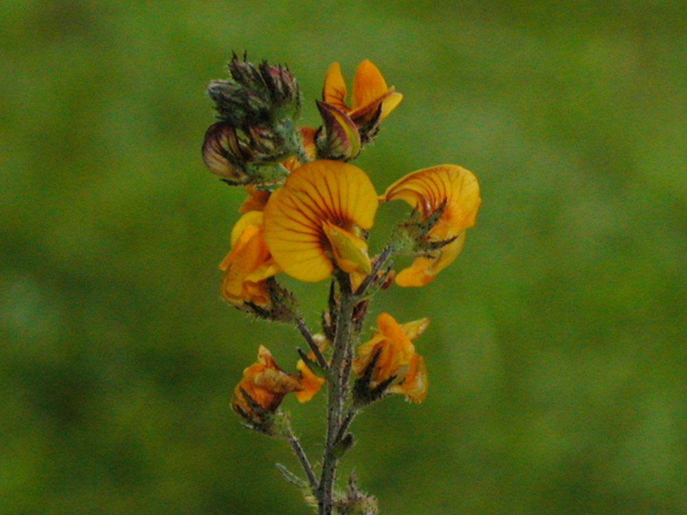 Fabaceae Adesmia punctata