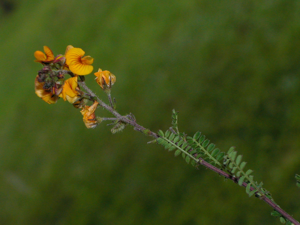 Fabaceae Adesmia punctata