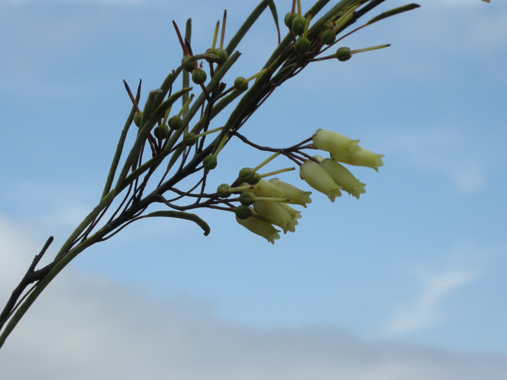 Ericaceae Agarista angustissima