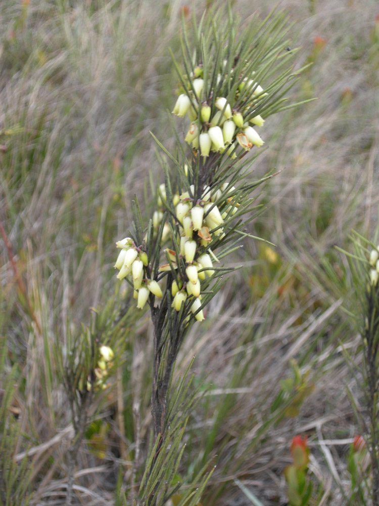 Ericaceae Agarista duartei