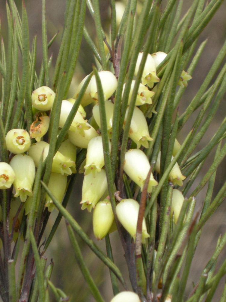 Ericaceae Agarista duartei