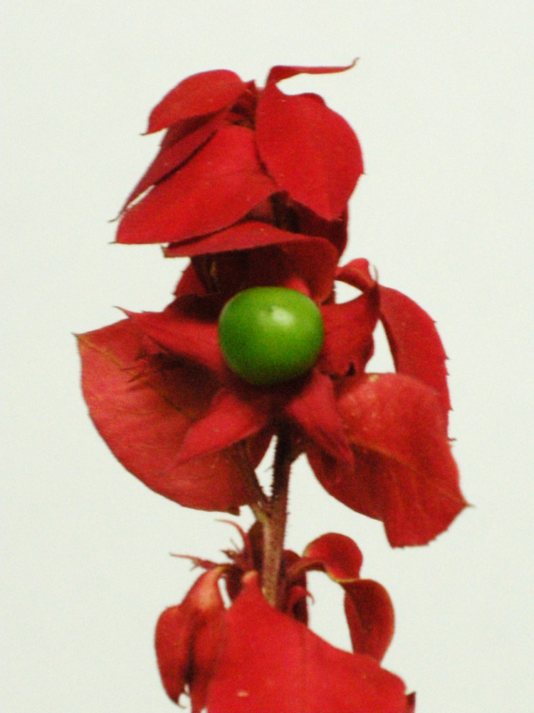 Lamiaceae Amasonia lasiocaulis