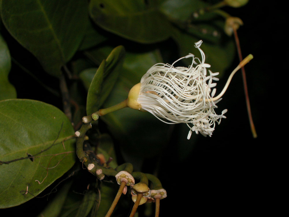 Capparaceae Capparis flexuosa