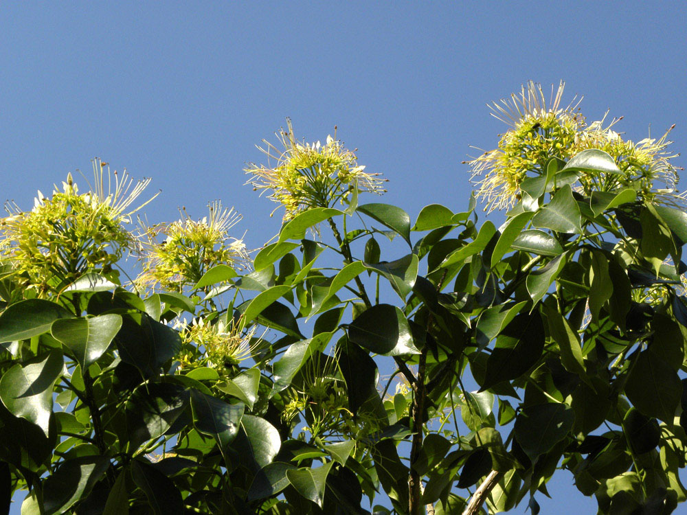Capparaceae Crateva tapia