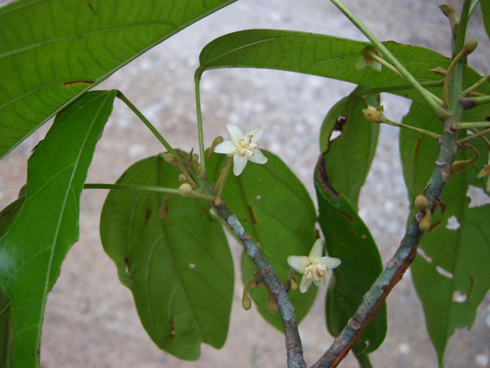 Bombacaceae Scleronema micranthum