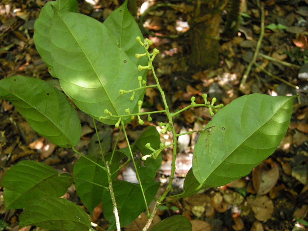 Euphorbiaceae Nealchornea yapurensis