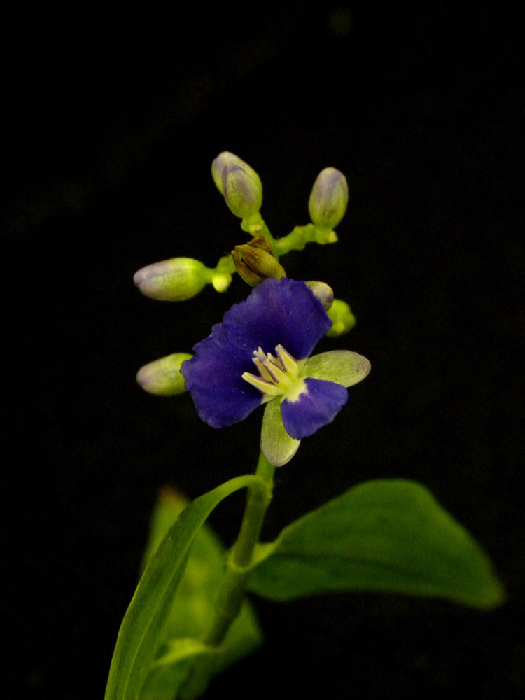 Commelinaceae Dichorisandra hexandra