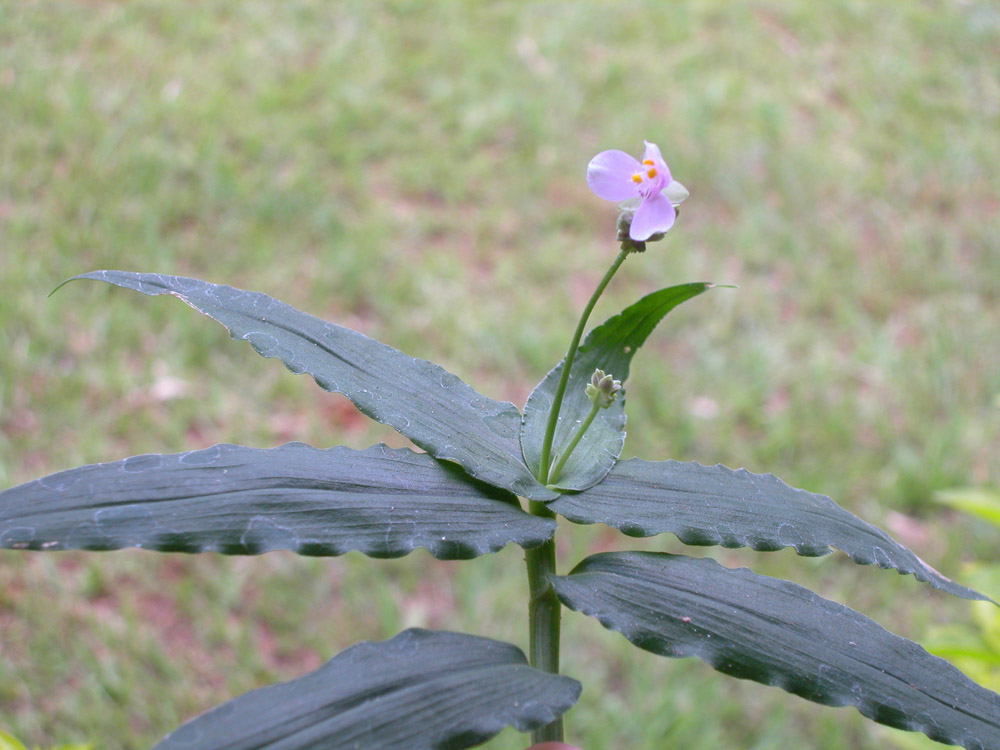 Commelinaceae Tripogandra diuretica