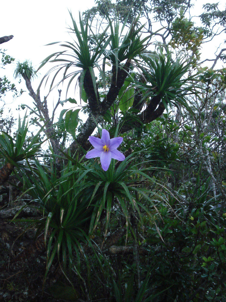 Velloziaceae Vellozia gigantea