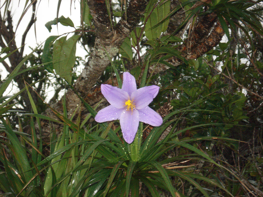 Velloziaceae Vellozia gigantea