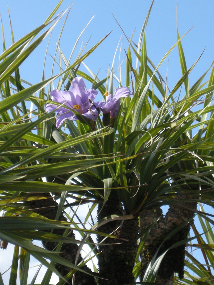 Velloziaceae Vellozia gigantea