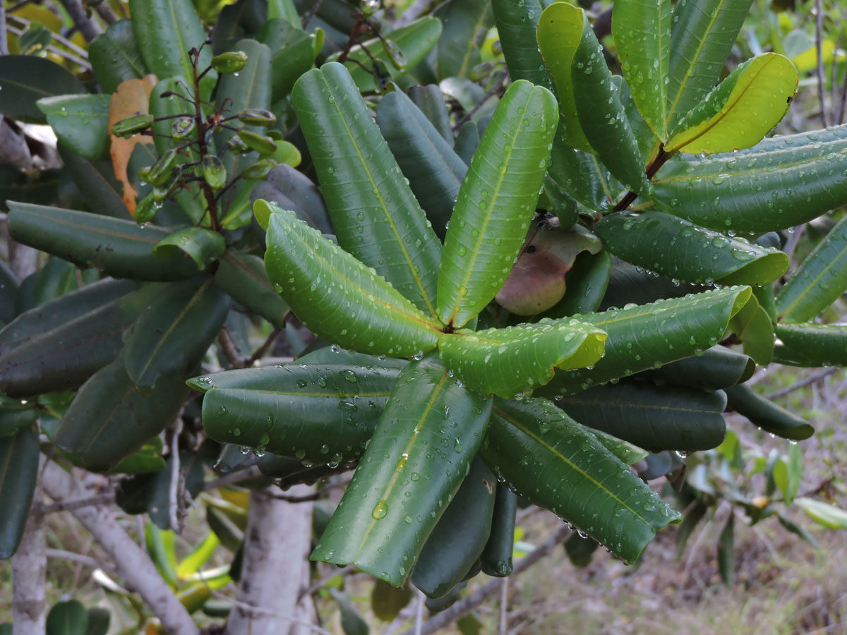 Vochysiaceae Vochysia lucida
