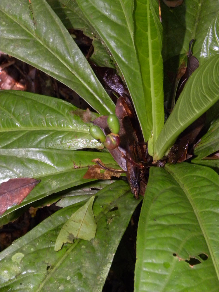 Ochnaceae Ouratea verticillata