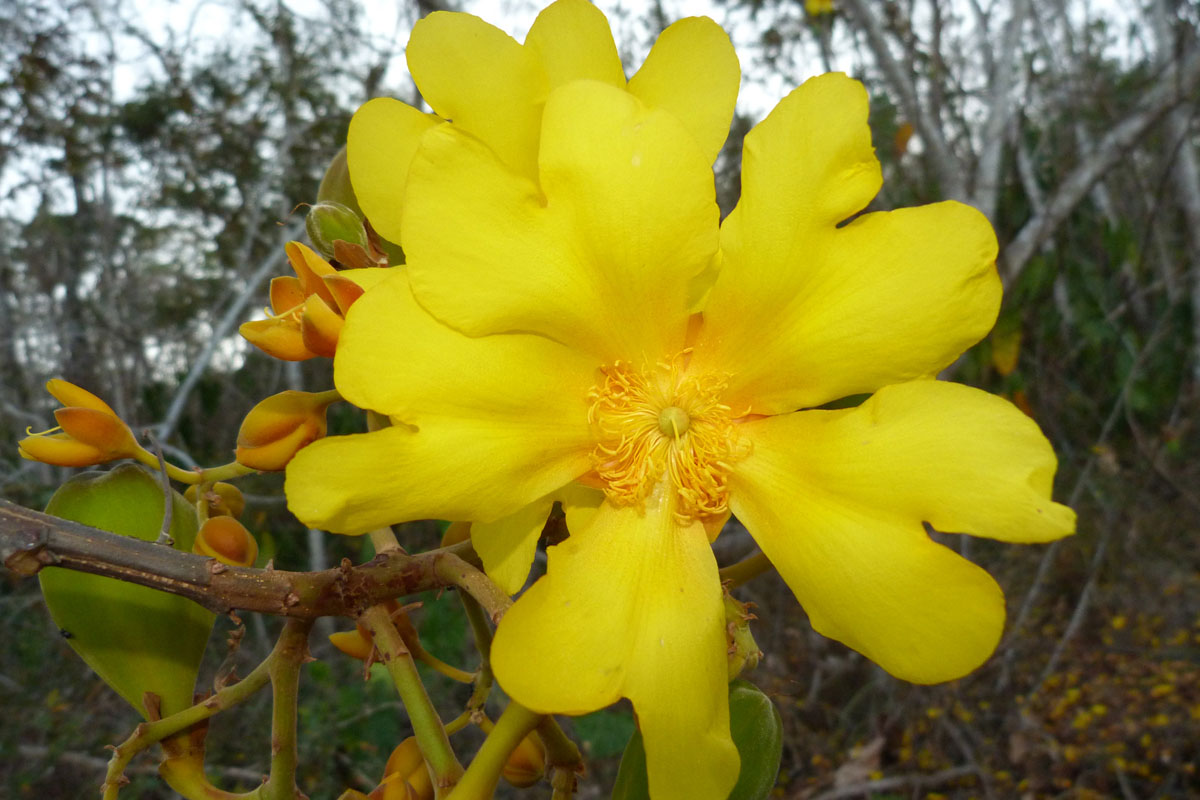 Bixaceae Cochlospermum orinocense