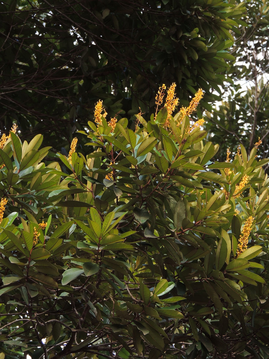 Vochysiaceae Vochysia vismiifolia