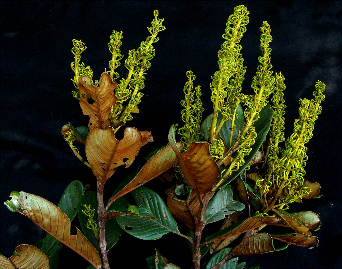 Vochysiaceae Vochysia biloba