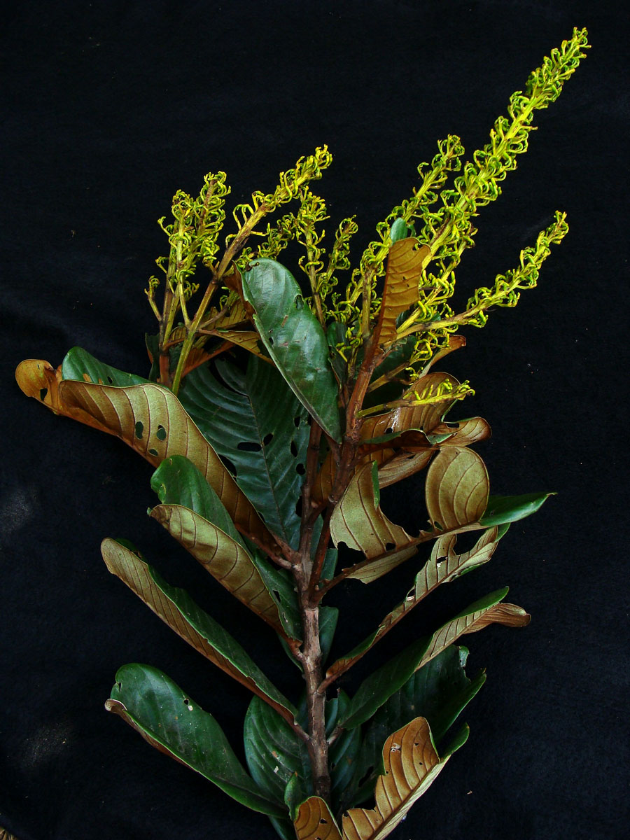 Vochysiaceae Vochysia biloba
