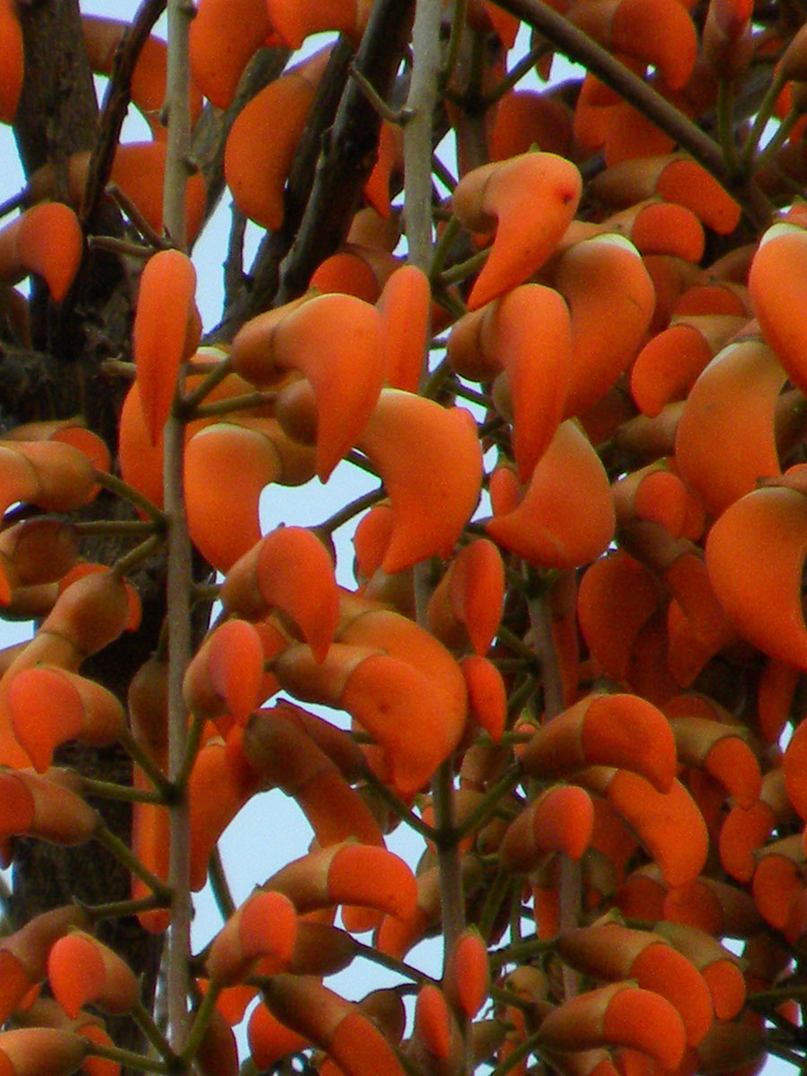 Fabaceae Erythrina falcata