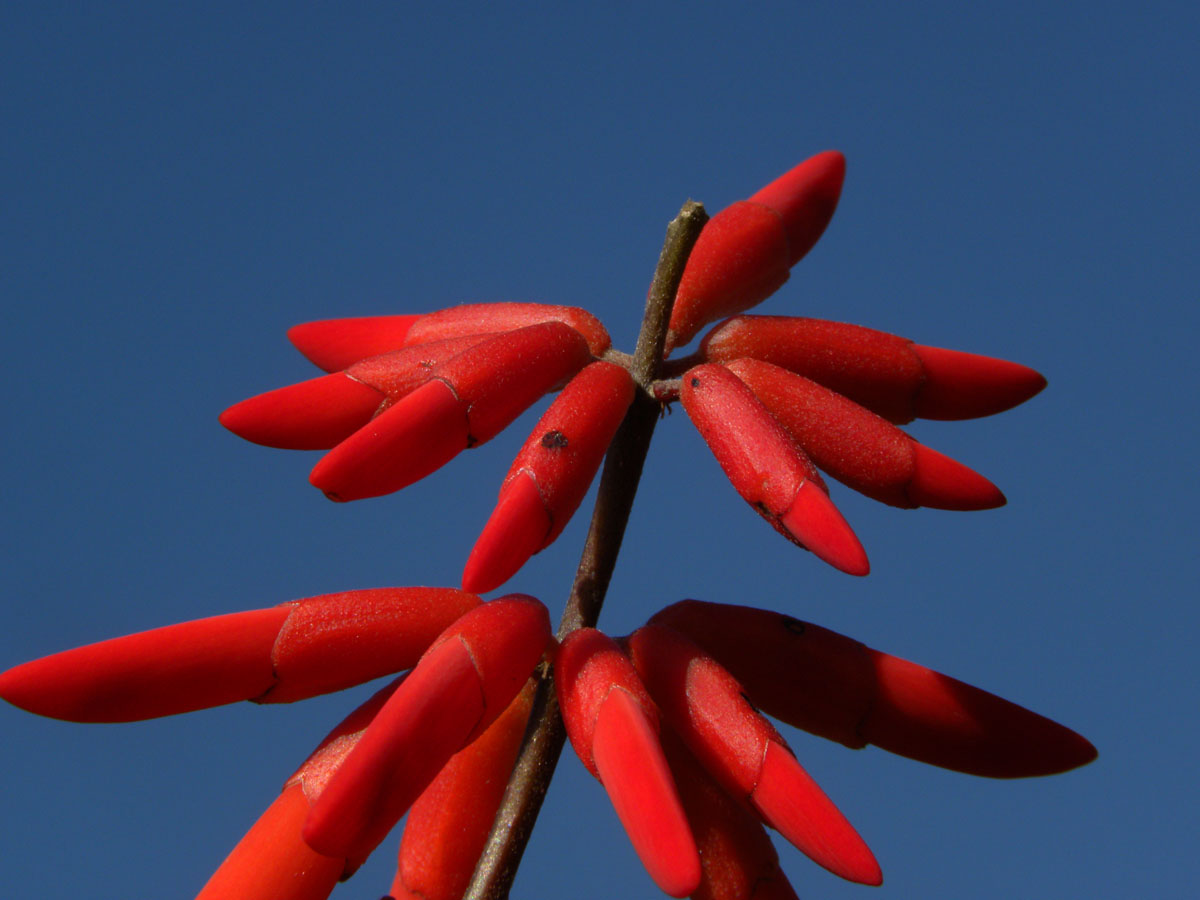 Fabaceae Erythrina humeana