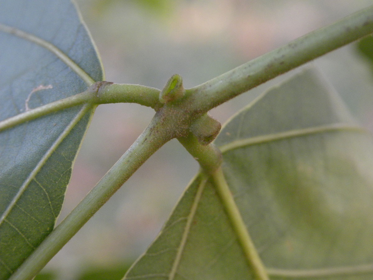 Fabaceae Erythrina poeppigiana