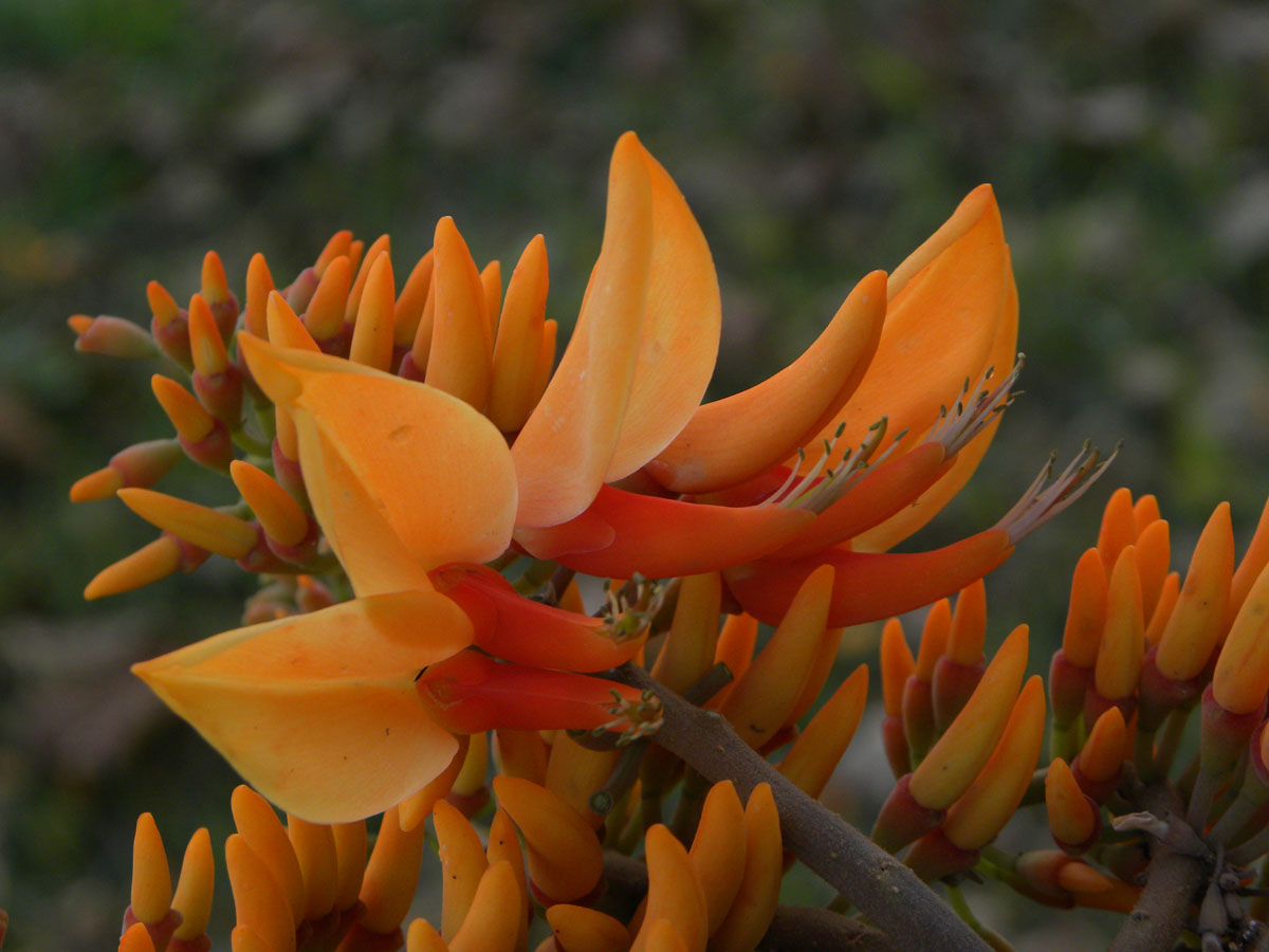 Fabaceae Erythrina poeppigiana