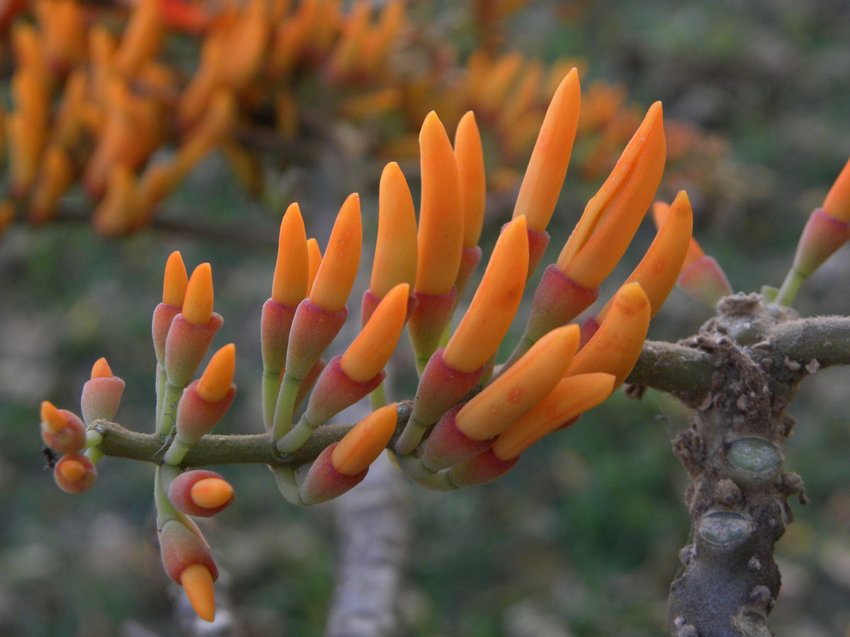 Fabaceae Erythrina poeppigiana