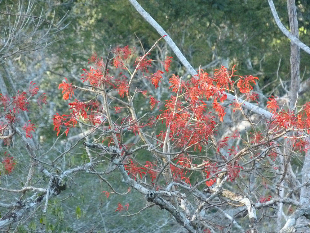 Fabaceae Erythrina ulei