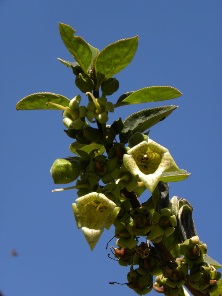 Gesneriaceae Paliavana prasinata