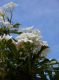 image of Plumeria pudica