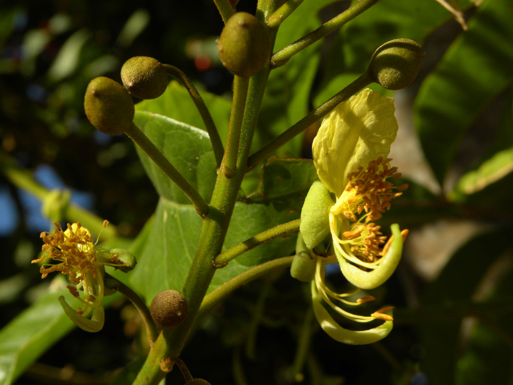 Fabaceae Swartzia laurifolia