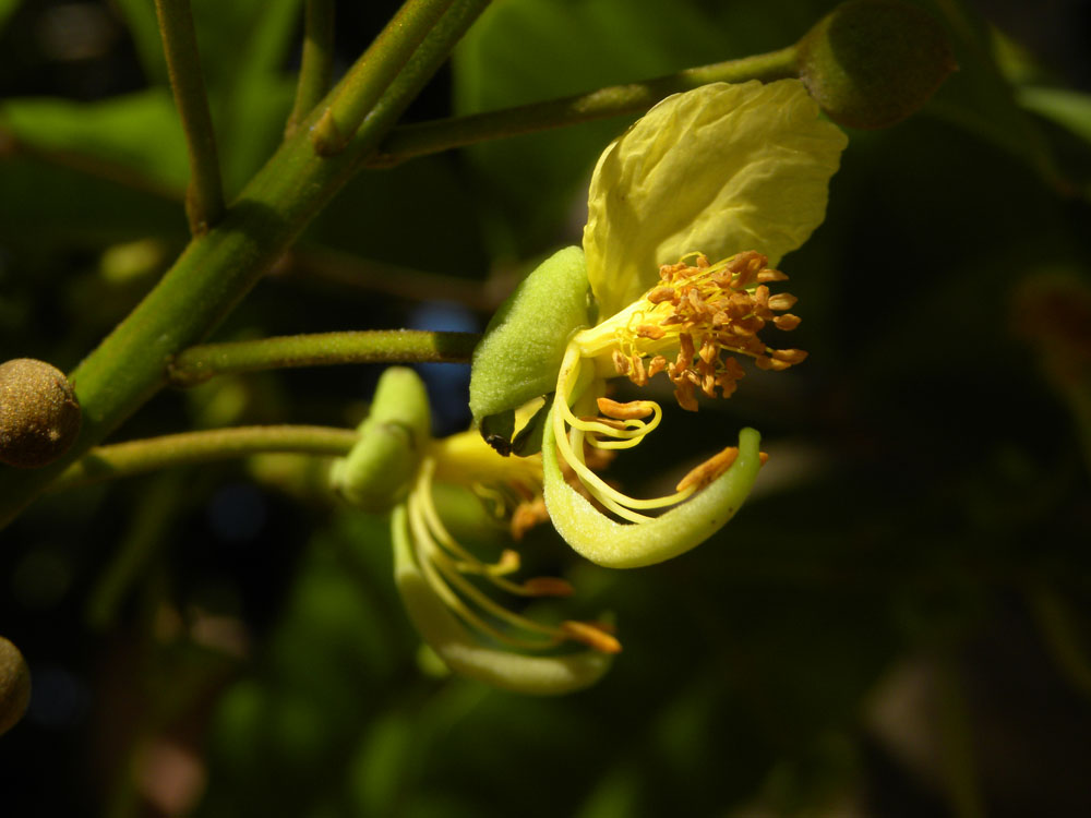 Fabaceae Swartzia laurifolia