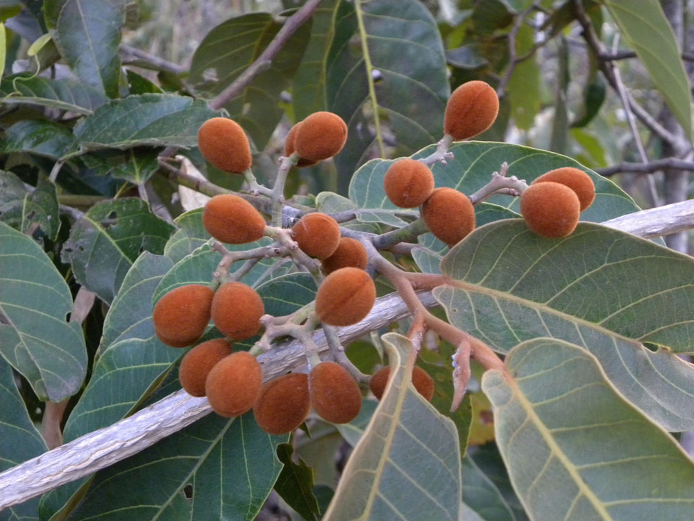 Myristicaceae Virola sebifera