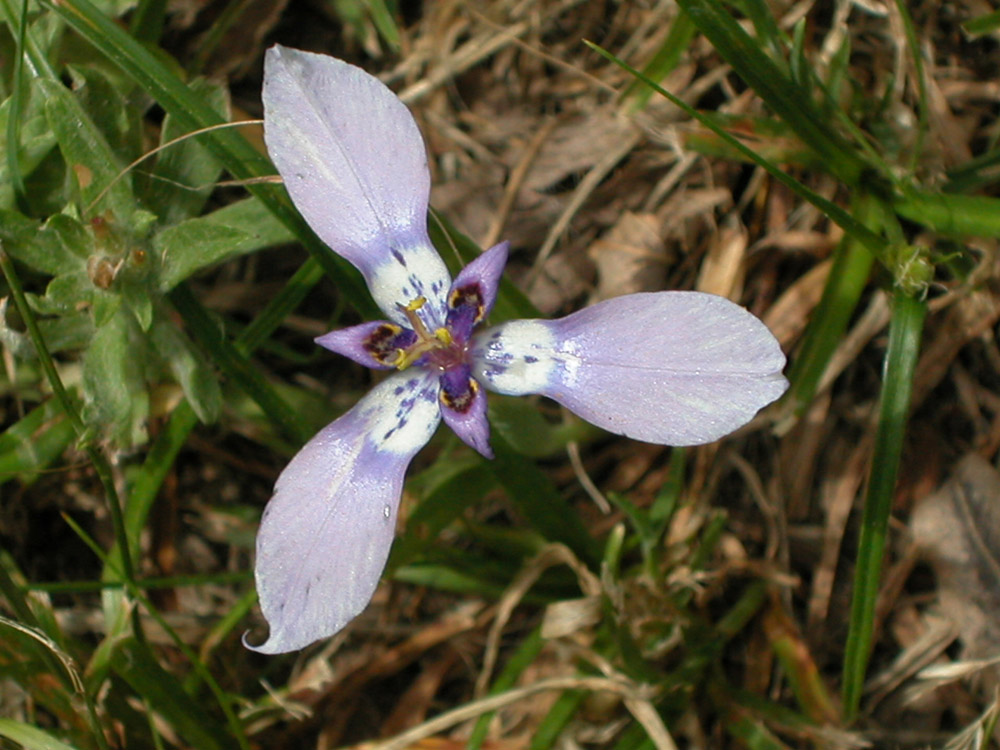 Iridaceae Herbertia lahue