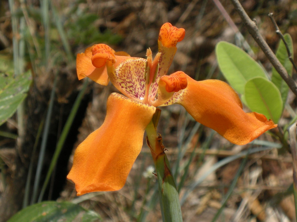 Iridaceae Trimezia 