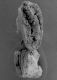 image of Moringa oleifera