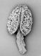 image of Reseda crystallina