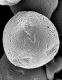 image of Reseda crystallina