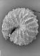 image of Cleome viscosa