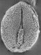 image of Cleome viscosa