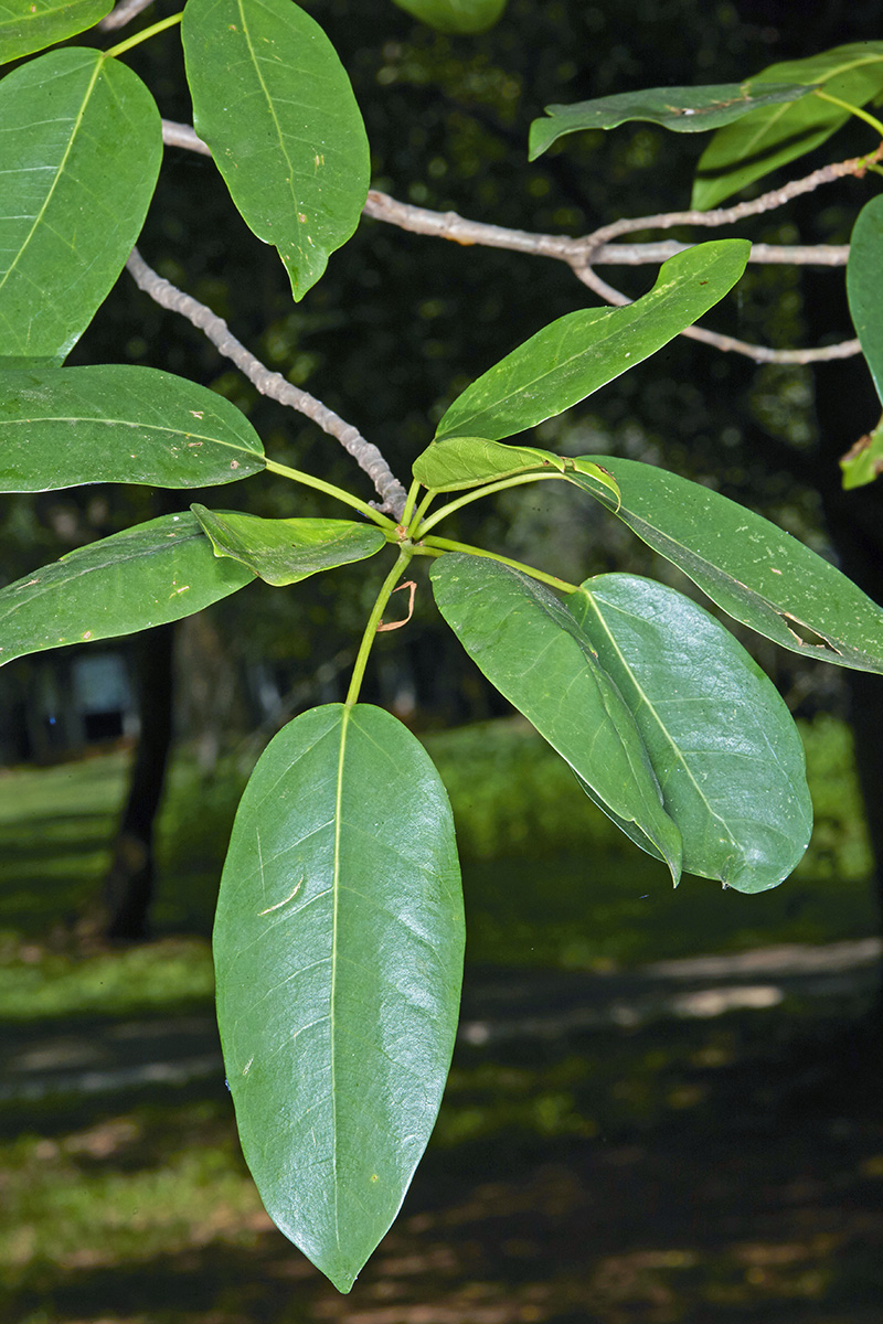 Moraceae Ficus sansibarica