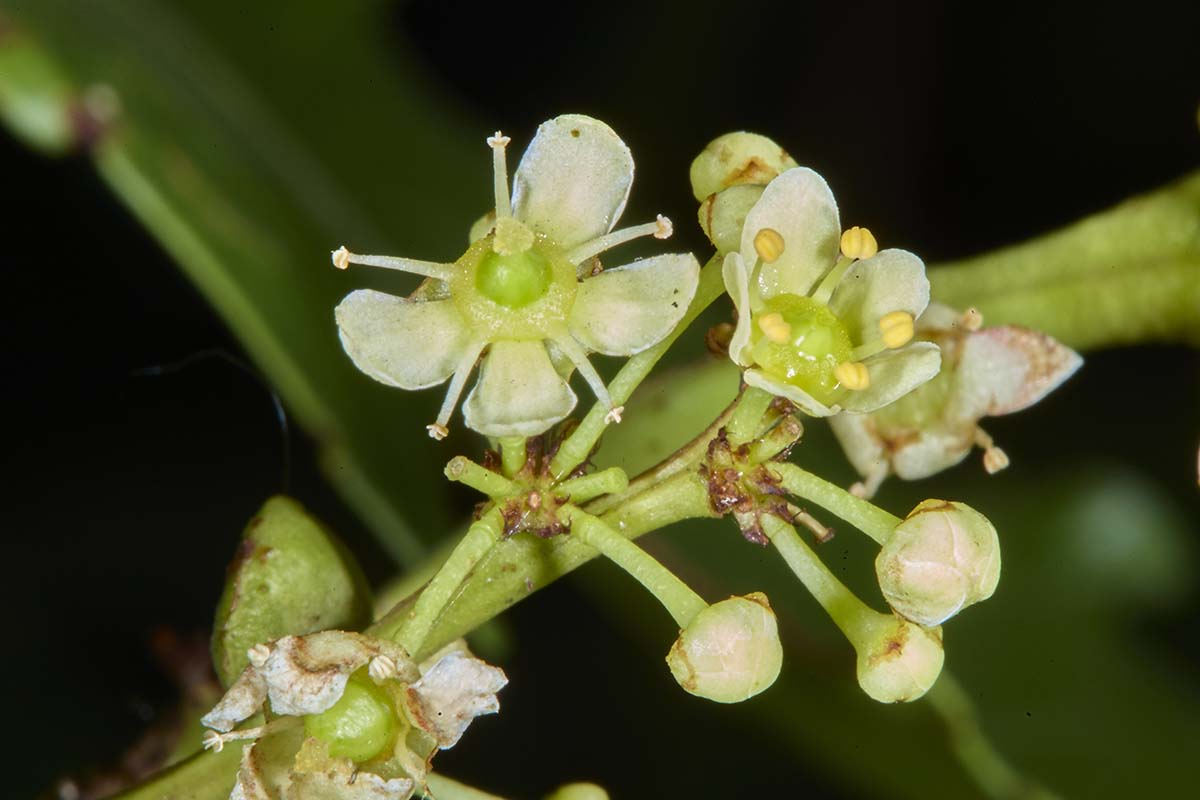 Celastraceae Maytenus albata