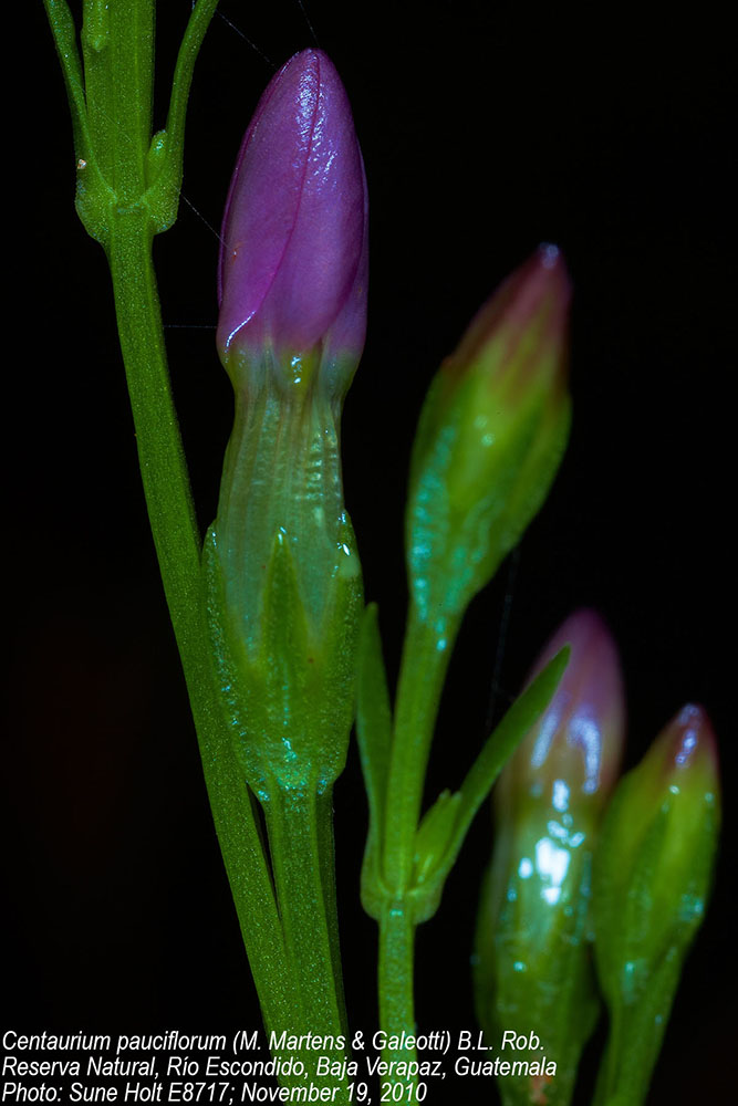 Gentianaceae Centaurium pauciflorum