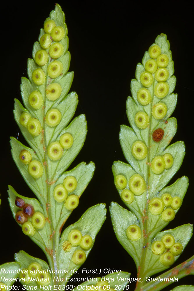 Dryopteridaceae Rumohra adiantiformis