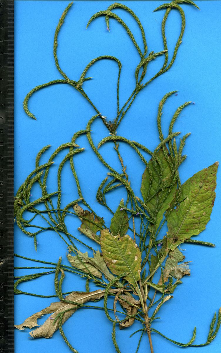 Acanthaceae Elytraria imbricata
