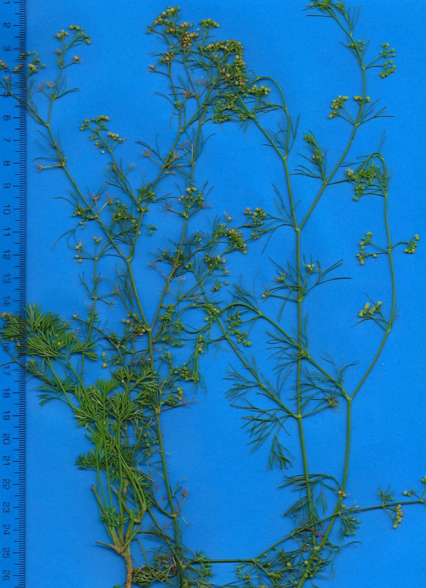 Apiaceae Cyclospermum leptophyllum